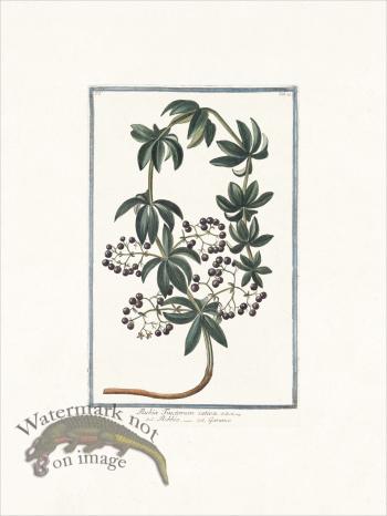 Bonelli 077 Tincture of the root